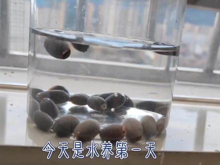 你没见过的睡莲生长过程,清晰记录 #发芽 #阳台种植 #碗莲 #阳台种菜 #种子盆栽 #水培 #种子发芽 #水培植物 #治愈系种子盆栽