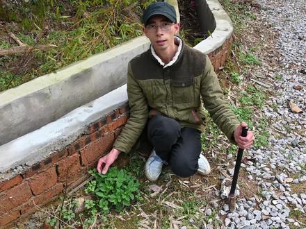 蛤蟆草与癞蛤蟆草分不清?挖给大家对比一下,看看有多少人认错过