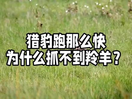 猎豹跑那么快,为什么抓不到羚羊?#动物科普 #羚羊的耐力#猎豹的速度#科普一下