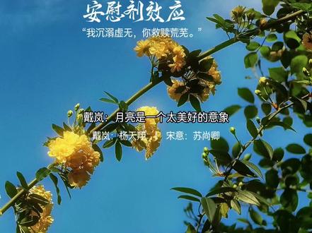 我所有自愈,都源于你这场盛大又无解的偏爱。#安慰剂效应 #广播剧 #漫播