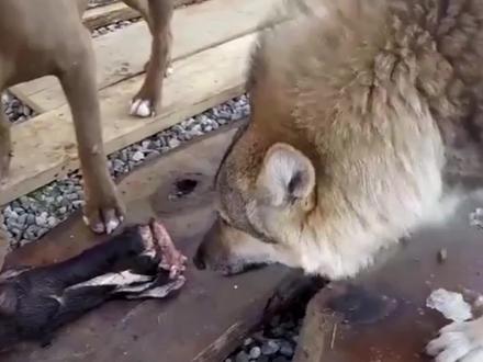 比特犬遇到狼谁更厉害?把它们放在一起测试,下一秒意外却发生了