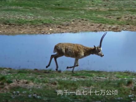 1997年,博拉木拉国家级自然保护区成立,无人区内长期以来的盜猎盗采行为得到遏制 1999年,《西宁宣言》发布,
通过国际合作,彻底清除了藏羚羊绒及其产品的加工和市场。2014年,藏羚羊种群数量已恢复至超过二十万只。 @生命树。