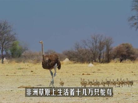 非洲生活着十几万只鸵鸟,为何狮子很少吃鸵鸟,是打不过吗? #鸵鸟 #生存博弈 #抖出知识点