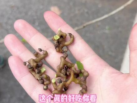 #人类幼崽 麦冬也感冒了,那就玩一会吧.