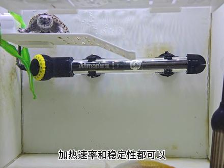 创星蓝头和黄头有什么区别?出口版和内贸版相差真的很大?#加热棒 #养龟 #冬季养龟 #养龟日常 #养龟人