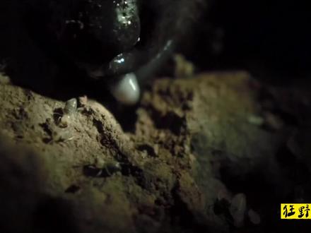 《舌 尖 上 的 生 活》 #大食蚁兽 #野外生存 #食蚁兽 #神奇动物 #动物 #动物世界 #解说 #解压