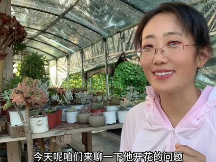 九尾狐为什么不开花你知道吗?#多肉植物 #爱生活爱养花 #养护小知识 @抖音小助手