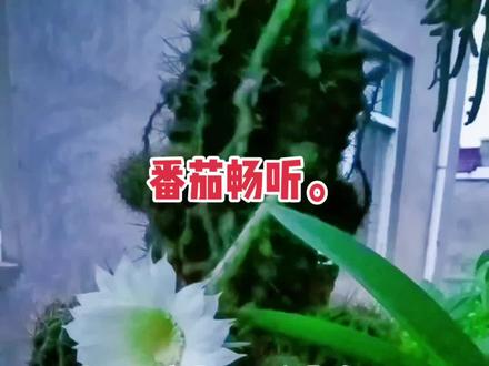 好书推荐。番茄畅听战神狼婿点关注看更多精彩故事