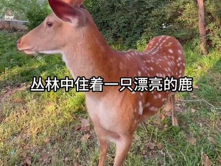 三下课文《鹿角和鹿腿》#课文动画 #三年级语文