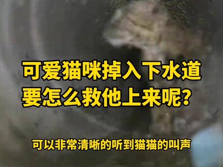 猫咪被困下水道!要怎么救援?看救助人员如何将他救起!#动物救助 #猫咪 #关爱流浪动物 @抖音小助手