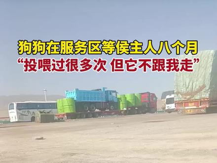 狗狗在服务区等侯主人八个月,投喂过很多次,但它不跟我走。