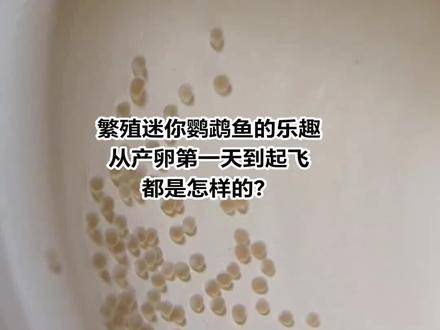 #迷你鹦鹉鱼 #丰年虾幼虫 #迷你鹦鹉鱼繁殖 #迷你鹦鹉鱼产卵后多少天起飞 #种草激励计划 来了来了,迷你鹦鹉鱼从产卵第一天到起飞喂食的详细又简单的视频来了😊