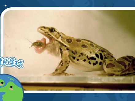 主要介绍了青蛙吃昆虫的过程。
来源:中国科普博览