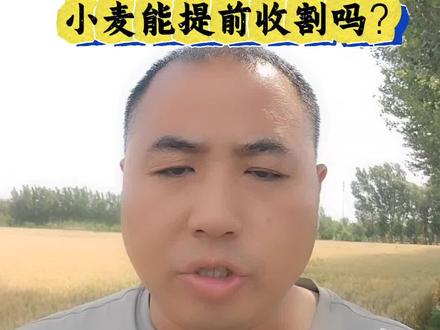 小麦即将成熟,6月3号-7号连续阴雨天,小麦能提前收割吗? #三农大实话 #降雨 #小麦收割 #种植小麦的注意了