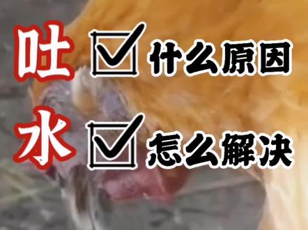 鸡吐水的原因和解决方案 鸡吐水的最佳治疗方法 鸡吐水有粘液吃什么药 鸡嗉囊炎 鸡吐水怎么治疗 鸡嗉囊炎特效药鸡霉菌气囊炎 鸡霉菌毒素中毒的症状 鸡为什么吐水 鸡嘴里吐水是什么病 鸡吐粘液用什么药 鸡嘴巴吐液体怎么回事 鸡为什么会呕吐 鸡嘴里流水是怎么回事 鸡嘴里流水是怎么回事 鸡嘴里往外吐水 鸡料槽里有水湿润怎么办#鸡吐水 #养鸡 #2023新农人计划 #三农 #养殖技术