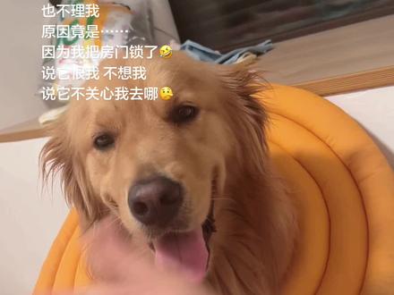 狗子:我生气有理有据,你的房间我想进就进~ 你去哪里我根本不在乎(狗自己说的😭)!你说你走了把门锁住是什么意思???
#OMG你吓到我了#记仇小狗 #金毛挣大钱 #挣大钱惊人语录 #金毛的心眼子真多