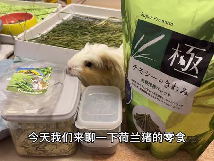 荷兰猪零食推荐 #荷兰猪 #天竺鼠 #豚鼠 #荷兰猪小知识