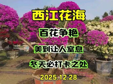 冷空气后,又是天晴好天气,这个冬天这里的花美出了天际! #冷空气 #最新天气预报 #花 #花开富贵好运来 #西江花海