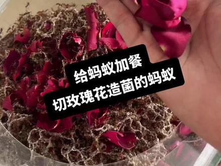 拍完视频盖子忘记盖了,湿度变低菌萎缩了不少,切叶蚁要一年365天恒温24度湿度保持90%+#给蚂蚁加餐#宠物蚂蚁#蚂蚁#神奇动物在抖音