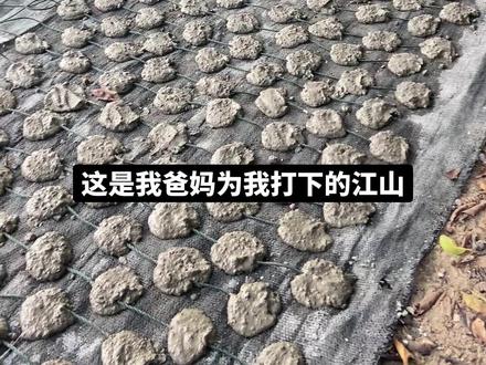 偷懒诀窍第一步:只要我不学,那我就不用干活#生蚝🦪 #农村生活