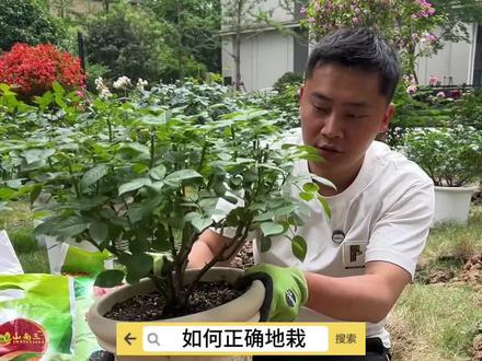 黏土如何地栽月季 #养花小知识