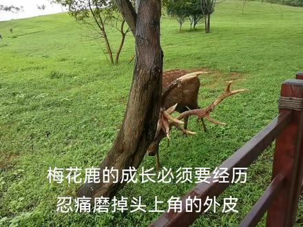 梅花鹿的成长必须要经历忍痛磨掉头上角的外皮,看着都疼!