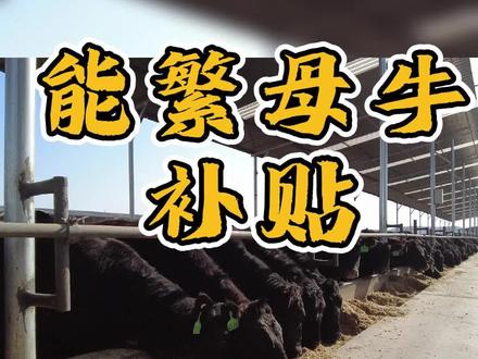 不看会后悔的能繁母牛补贴的政策与条件!#三农#养殖#正大说幼畜 @正大幼畜乐园 @养殖小技巧 @幼畜养殖大百科