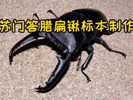 大夹夹的标本制作#昆虫标本 #昆虫#锹甲#手工 @抖音小助手 @DOU+小助手