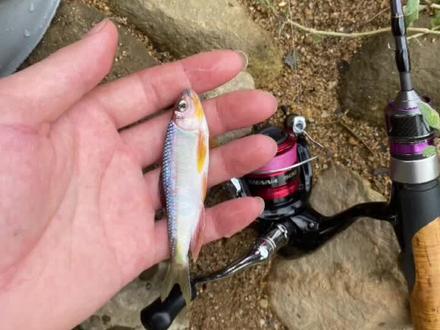 跟@路亚,小林🎣🐟🐡🦑 林兄还有伟哥探钓梧桐山溪流山涧,舒服。##野钓 #路亚 #大山里的原生态