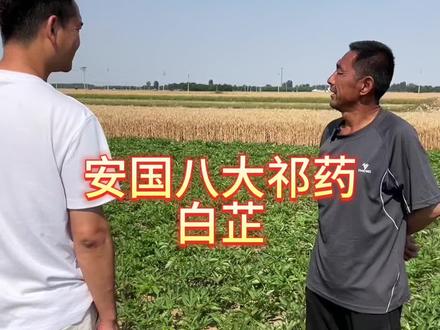 白芷种植分享#三农 #田间地头 #农业种植 #种植药材