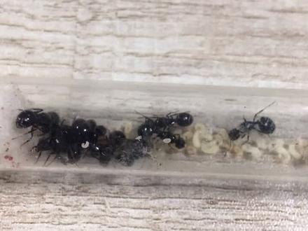 养蚂蚁的七天,新后发展日记.蚂蚁日记7#蚂蚁#爬宠