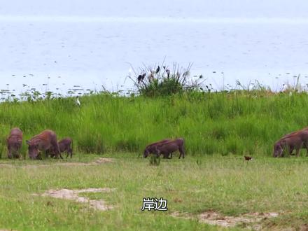 鳄鱼求偶、交配、产蛋、孵化蛋的全过程,镜头记录整个过程