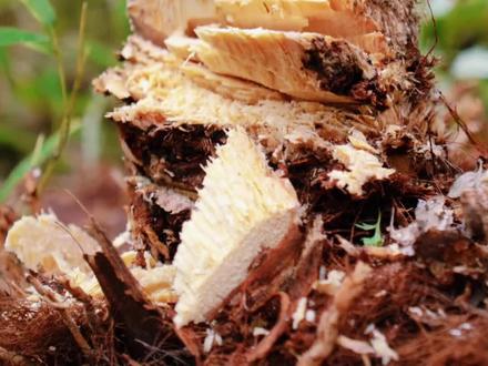 第46集|分享荒野求生6种必找饱腹食物#荒野求生#涨知识#野生食物#户外