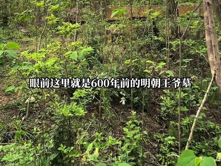 探索600年的明朝王爷墓,墓主人竟是朱元璋的孙子。#旅行大玩家 #历史 #明朝 #朱元璋 #户外