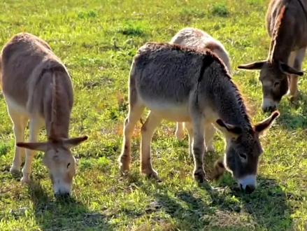 用慢驴效应教育孩子拖延症#孩子教育