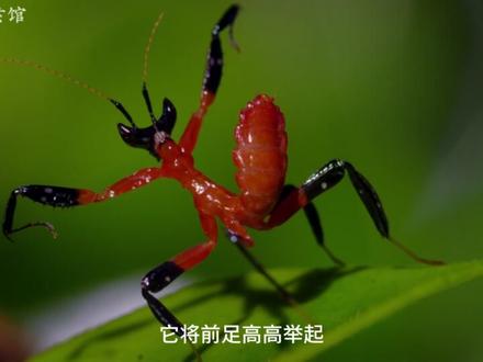 纪录片《生命的故事》:兰花螳螂,一种美丽与残酷交织的昆虫,刚刚出生,就面临同类相残的危险#昆虫 #探秘自然界纪录片 #观察昆虫