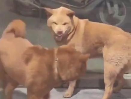 谁说五红犬不会干架的丶看我们家阿板第一次干架就这么猛丶#五红犬 #喜欢中华田园犬请关注 #潮汕土狗 #萌到爆炸了💥