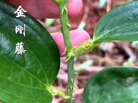 金刚藤生长于山坡林下,茎杆上长满了刺,好多人都怕它,但却有人把它带回家泡高白,好处多多哈…#识百草 #大自然的馈赠