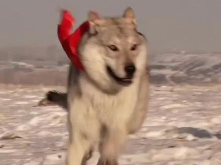 格林的夜,藏着说不出的委屈。耳机里循环的不只是旋律,还有无人懂的的心事。