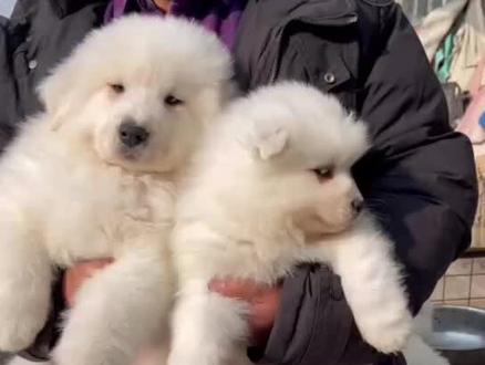 大白熊与萨摩耶的区别在哪里#大白熊 #大白熊犬 #适合家养的狗狗推荐 #抖in萌宠计划