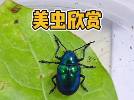 常见而美丽的中华萝藦肖叶甲#昆虫 #动物科普 #甲虫 #自然 #观察昆虫