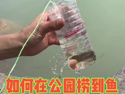 如何在公园捞到鱼!#最美原生鱼 #逮鱼摸虾