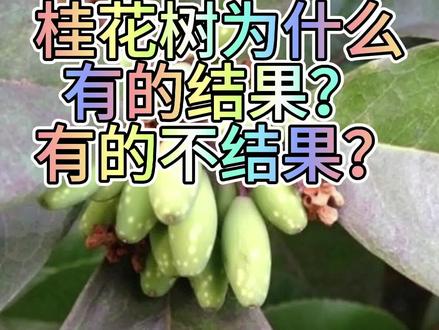 桂花树为什么有的结果?有的不结果?
桂花树,有的硕果累累,郁郁葱葱。有的不结果,叶子黄绿色,长势不茂盛。这是什么原因呢?
桂花树原产我国西南部,现在广泛栽培长江流域各省区。它以花香而著名,人们栽培桂花树为了观赏和利用花朵加工食品。
关于桂花树结果特性是一个比较复杂的问题。主要因为桂花树的性别很复杂。花朵有三种情况:一是花两性;二是通常两性花的雄蕊或雌蕊不育,形成单性花,并且雌雄异株;三是雄花和两性花异株。一般九十月份开花。
能结果实的桂花树叫"籽桂",大部分品种的桂花的雄蕊和雌蕊发育不正常或退化而不能结果实,而籽桂的雄蕊和雌蕊发育都正常,所以开花后能结果实。
结果的桂花树是生长两性花的植株和两性花中雄蕊不育的植株,通常在第二年三四月果实成熟。
各种桂花树结果的比例:
籽银桂56%的结果,籽桂22%的结果,丹桂12%的结果,金桂5%的结果,月桂3%的结果,四季桂1%的结果。
#桂花树为什么有的结果?有的不结果?