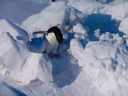 犯罪阿德利的养成日记#动物 #动物世界 #搞笑动物 #神奇动物在抖音 #纪录片