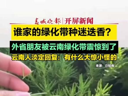 谁家的绿化带种迷迭香?#外省朋友被云南绿化带震惊到了,云南人淡定回复:有什么大惊小怪的