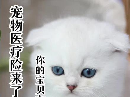 宠物医疗险来了,你的宝贝有保障啦#宠物医疗险 #宠物 #修猫#修狗#创作者灵感#豆荚小助手#干货分享