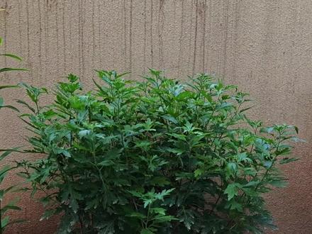 菊花打顶方法#菊花 #菊花种植 #养花人的乐趣