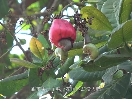 坚果中的“涨价王”,腰果凭啥这么贵? #腰果 #新农人计划2022 #来抖音学农技