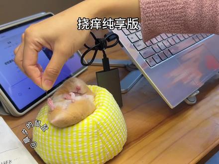 挠痒纯享版 #金丝熊 #金丝熊日常 #仓鼠 #萌宠出道计划