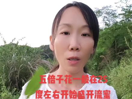 养蜂界流蜜的意思是花上有花蜜,蜜蜂就知道去采,白天闷热晚上凉是五倍子流蜜最理想的状态#土蜂蜜 #三毛蜂娘